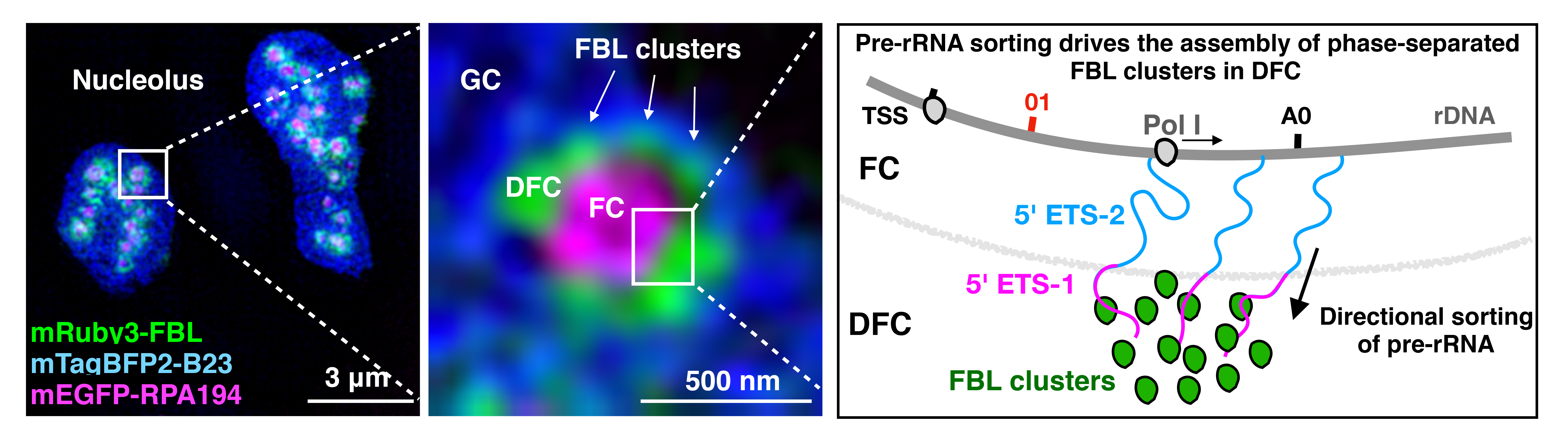 Placeholder figure for mesoscale condensate organization