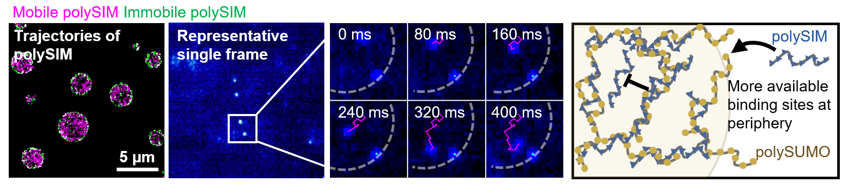 Placeholder figure for mesoscale condensate organization