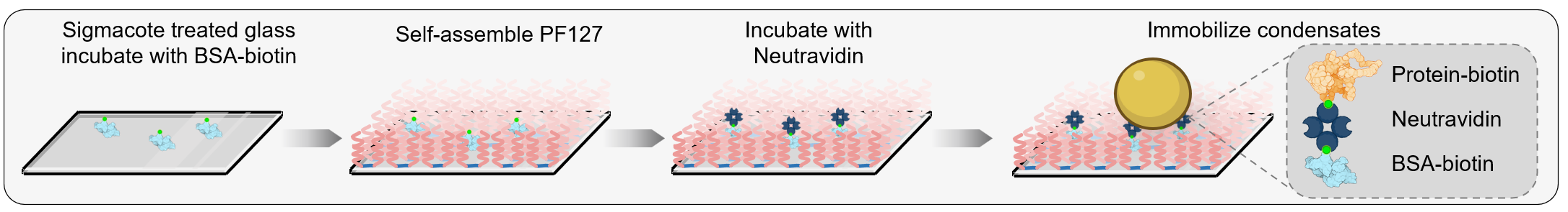 Placeholder figure for mesoscale condensate organization