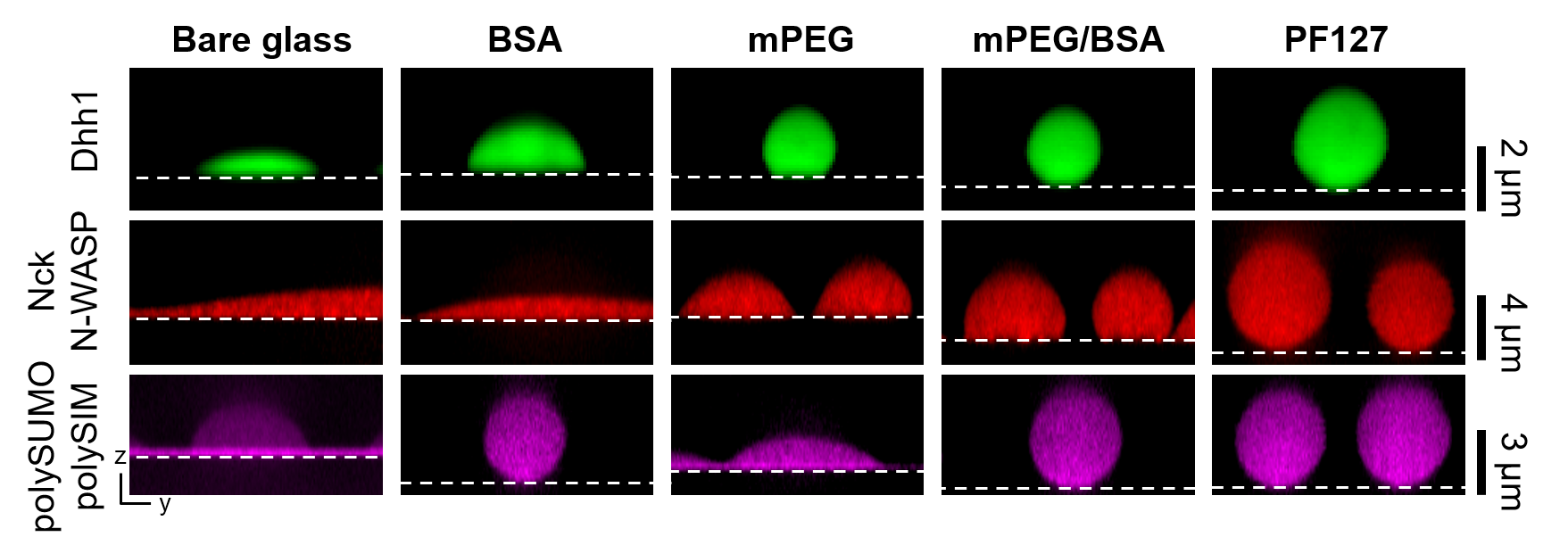Placeholder figure for mesoscale condensate organization